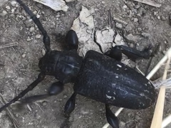 Acanthoderes funeraria