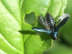 Agrilus cyanescens