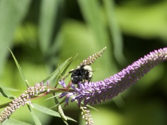 Bombus vosnesenskii