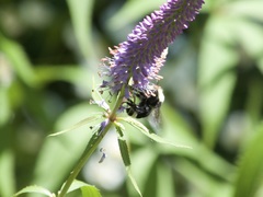 Bombus vosnesenskii