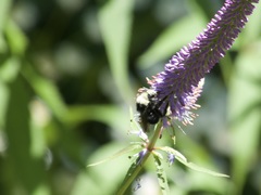 Bombus vosnesenskii