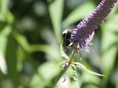 Bombus vosnesenskii