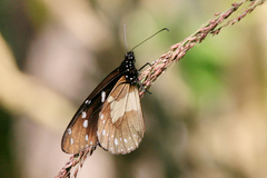 Amauris echeria jacksoni