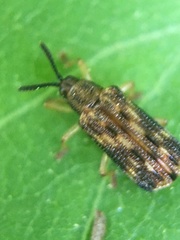 Sumitrosis inaequalis