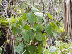 Alchornea latifolia