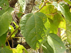 Alchornea latifolia