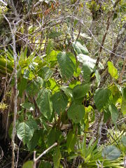 Alchornea latifolia