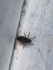 Lygaeus kalmii kalmii