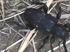 Acanthoderes funeraria