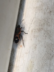 Lygaeus kalmii kalmii