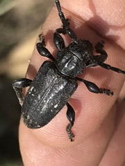 Acanthoderes funeraria