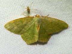 Thalera pistasciaria