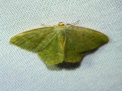 Thalera pistasciaria