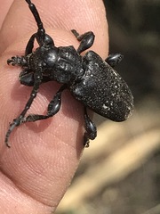 Acanthoderes funeraria