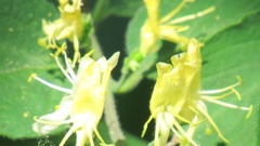 Lonicera