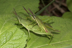 Atractomorpha similis