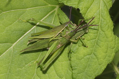 Atractomorpha similis