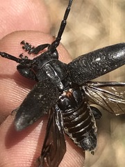 Acanthoderes funeraria