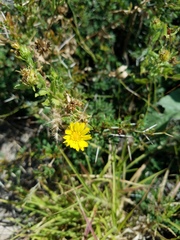 Grindelia pusilla