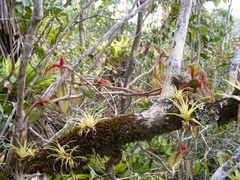 Columnea grisebachiana