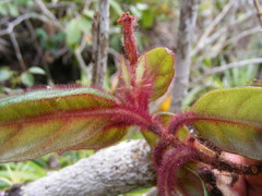 Columnea grisebachiana