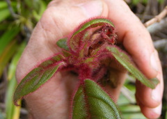 Columnea grisebachiana