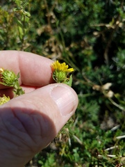 Grindelia pusilla