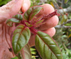 Columnea grisebachiana