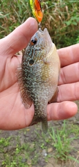 Lepomis peltastes