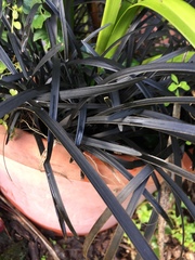 Ophiopogon planiscapus