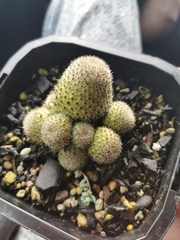 Rebutia