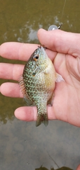 Lepomis peltastes