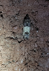 Spilonota ocellana