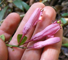 Passiflora oblongata