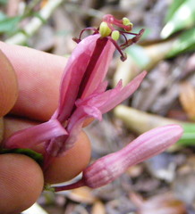 Passiflora oblongata