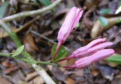 Passiflora oblongata