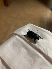 Hemiphileurus illatus