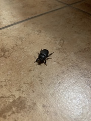 Hemiphileurus illatus