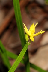 Tricoryne anceps pterocaulon