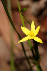 Tricoryne anceps pterocaulon