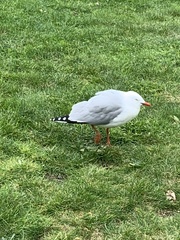 Chroicocephalus novaehollandiae scopulinus