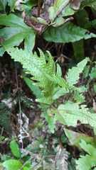 Tectaria phaeocaulis