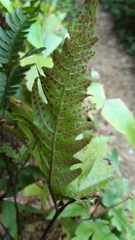 Tectaria phaeocaulis