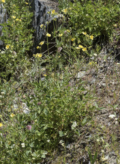 Drymocallis lactea austiniae