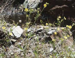 Drymocallis lactea austiniae