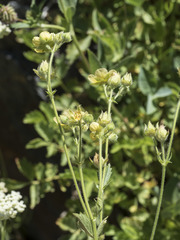 Drymocallis lactea austiniae