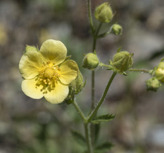 Drymocallis lactea austiniae