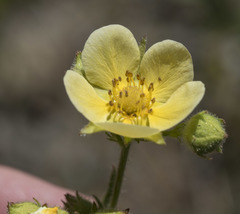 Drymocallis lactea austiniae