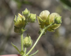 Drymocallis lactea austiniae