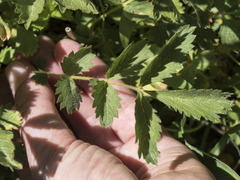 Drymocallis lactea austiniae